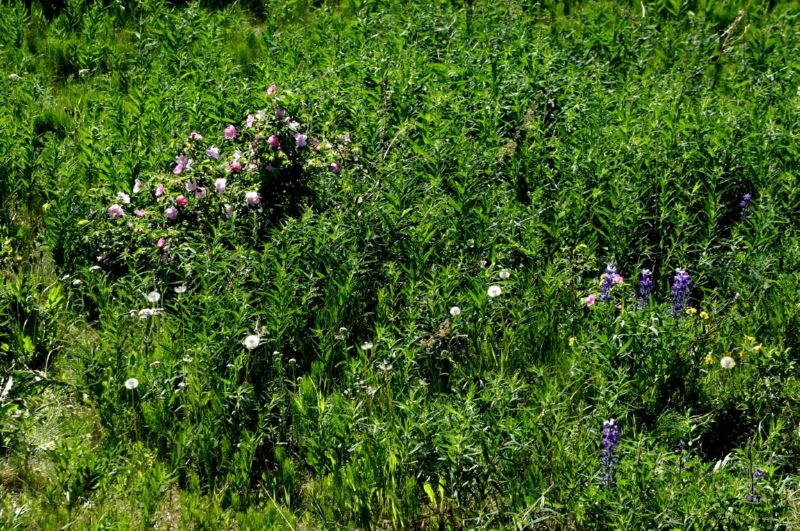 062304 Skagway to Haines (10066)